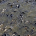 殺魚(yú)加工廢水處理淺析